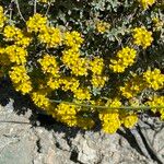 Alyssum alpestre Virág