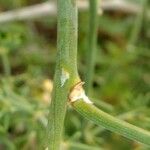 Asparagus umbellatus Other