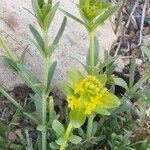 Cruciata glabra Blad