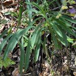 Penstemon laetus Hábito