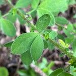 Chamaecytisus hirsutus Foglia