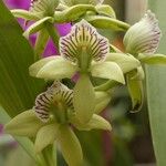 Prosthechea fragrans Fleur