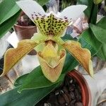 Paphiopedilum spp.花