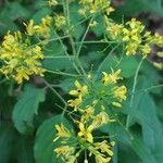 Sisymbrium strictissimum Flower