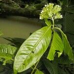 Ardisia opegrapha Other