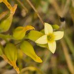 Kalanchoe mitejea Floare