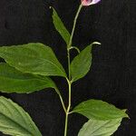 Strobilanthes pentastemonoides Агульны выгляд