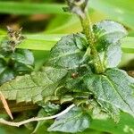 Verbascum blattaria Leaf