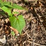 Fagopyrum tataricum Leaf