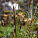 Ptilagrostis yadongensis Habit