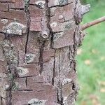 Pyrus salicifolia Bark