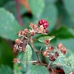 Rubus gratus ശീലം