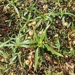 Cistus ladanifer Leaf