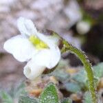 Draba dubia 花