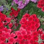 Verbena hybrida Flor