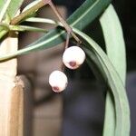 Psychotria ferdinandi-muelleri Fruto
