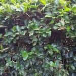 Dovyalis caffra Blatt