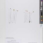 Utricularia microcalyx Other
