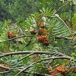 Sorbus scopulina Hedelmä