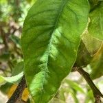 Citrus sinensis Blad