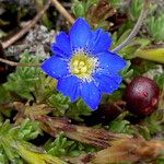 Gentiana sedifolia Flor