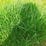 Carex muskingumensis ഇല