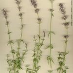 Nepeta nepetella その他の提案
