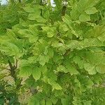 Fraxinus pennsylvanica Leaf