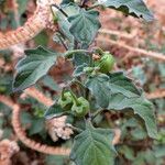 Solanum villosum पत्ता