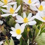 Sanguinaria canadensisപുഷ്പം