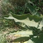 Verbascum niveum Leaf