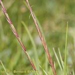 Nardus stricta Плод