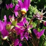 Primula pauciflora Flower