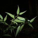 Piper eucalyptifolium Sonstige