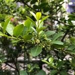 Ilex crenata 葉