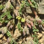 Astragalus sesameus Leaf