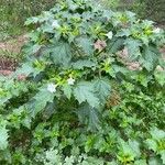 Datura stramoniumFlower