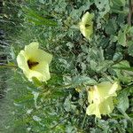 Hibiscus lunariifolius Hábito