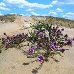 Thymus algeriensis Flower