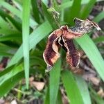 Iris foetidissima Ffrwyth