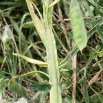 Lathyrus hirsutus Bark