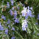 Rosmarinus officinalis花