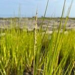 Sporobolus alterniflorus Fleur