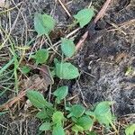 Rumex acetosella Leaf