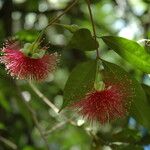 Syzygium laetum Flower