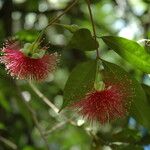 Syzygium laetum