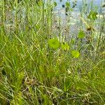 Fimbristylis autumnalis Habitat