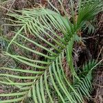 Pteris vittata ഇല