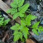 Gymnocarpium dryopteris Blatt