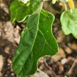Solanum aculeastrum Hoja